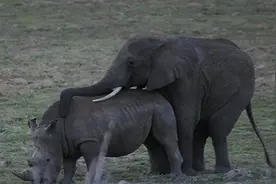 公象强暴犀牛！不同物种却非要“爱”，动物跨物种交配会有后代吗图片