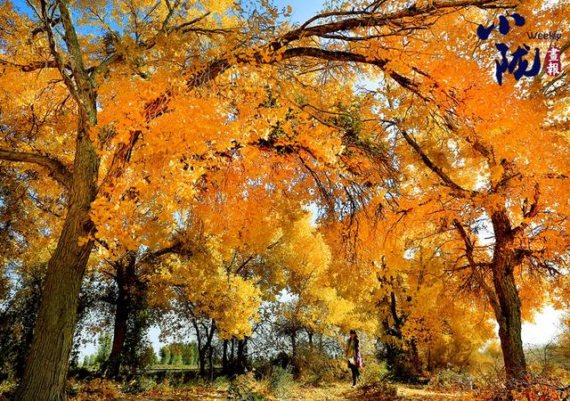 【小陇画报·417期】金塔胡杨，甘肃秋景的“天花板”