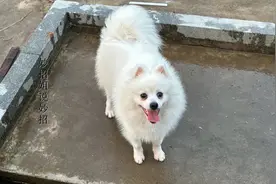 被狗咬住怎样尽快让狗松口？很多人做错了图片