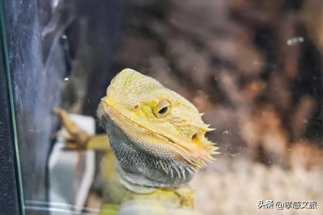 摸爬宠、探魔法，孝感这个一站式遛娃新地标诞生！