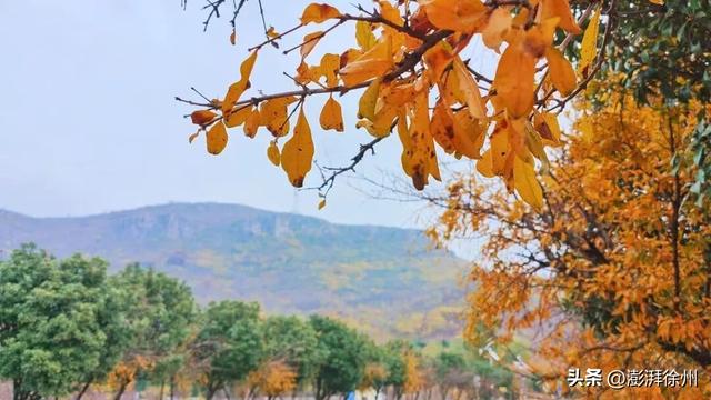 寻美薛城丨又见一年榴叶黄！