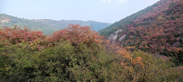 骊山红叶似火 车辆行人如织