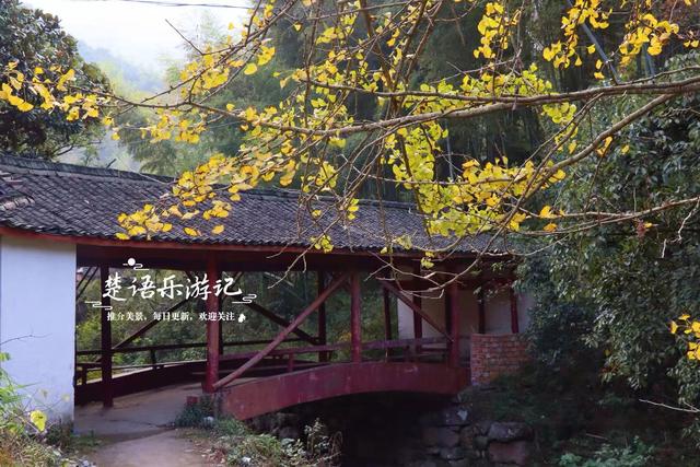 浙江宁波这两处银杏赏地比邻而居，又进入最佳观赏季，拍照很出片