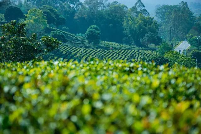 惠聚美好丨一片叶子,带火了博罗这个镇