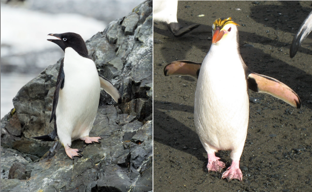 最近爆火的“高雅人士”企鹅表情包	，究竟什么来头？