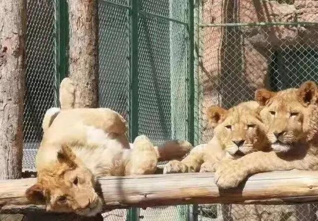 玩转2026！东胜跨年活动全攻略→