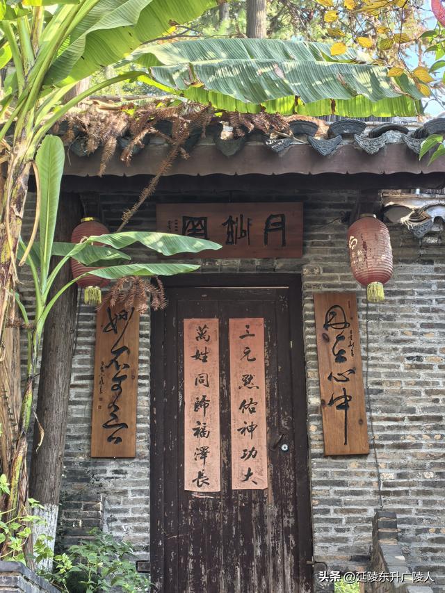 常州城东横山桥白龙观 冬日菊花节 采菊东篱下，悠然见横山