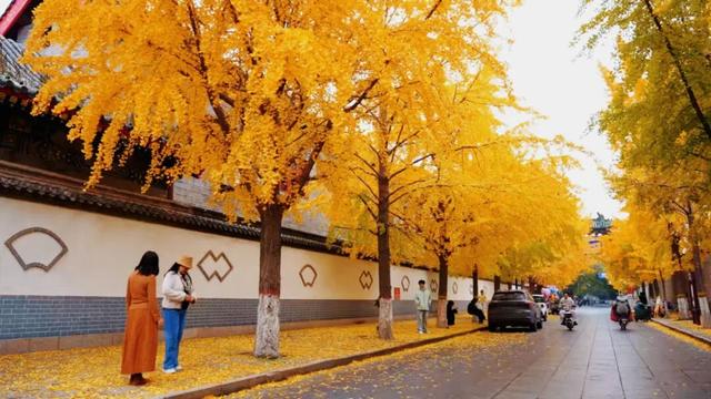 曲阜半壁街的银杏，把千年时光染成了金色