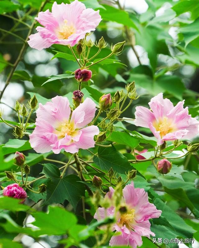 成都芙蓉花最新攻略，公交车直达，一处比一处惊艳，4处都免费！
