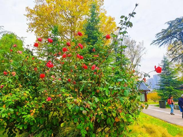 初冬限定之美——兴庆宫里的一步一景