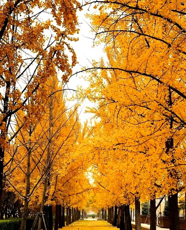 北京深秋“值得”逛得3处公园，景色一个比一个唯美！