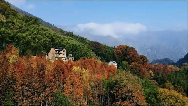 骑行赏枫、古村寻秋……被祁门的「枫景」治愈啦！| 皖美秋日
