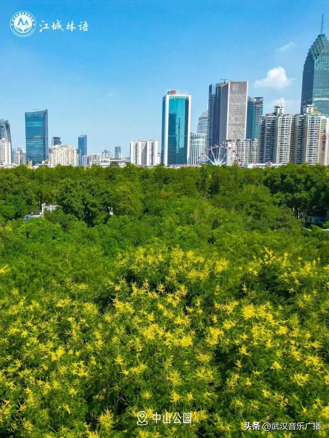 花海上新，武汉限定秋景约你散步！