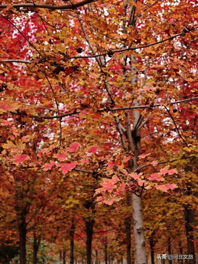 邯郸万亩秀林化作一片红色海洋，带你闯入童话世界