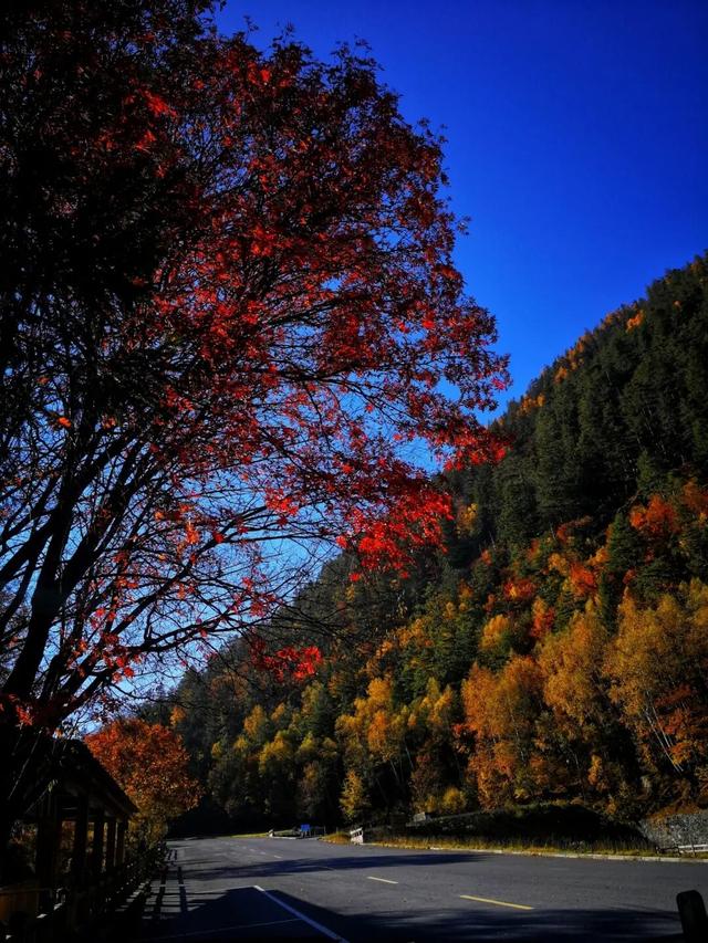 九寨沟十一月的开场，是落叶纷飞染透山川，是彩林叠翠映雪山