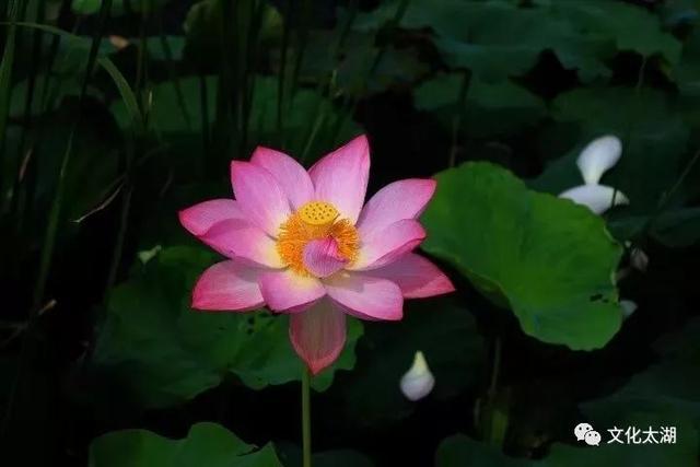皖美夏日 | 不给你点“颜色”瞧瞧，你就不知道太湖夏天有多美！
