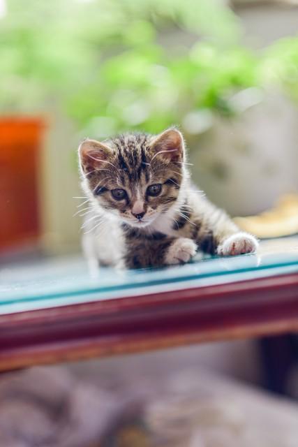 小确幸治愈日常！晚归不堵车+萌猫+老歌，打工人的快乐太简单