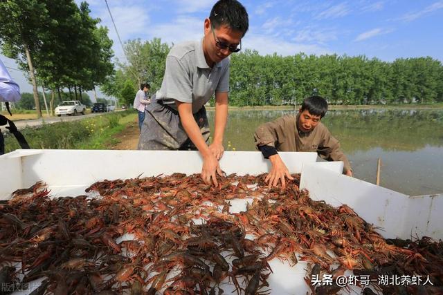 准备养殖小龙虾的你一定要看看：小龙虾的养殖条件及管理要点解析
