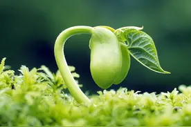 做些1949年加入国军的蠢事............图片