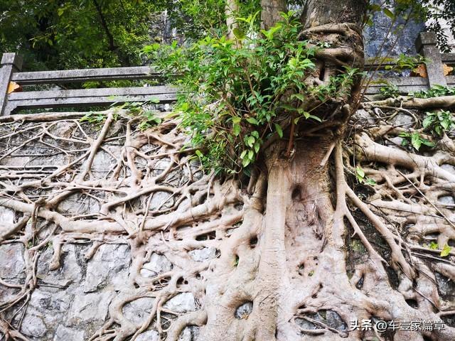 越不在乎，越被珍惜：感情中“弃猫效应”的残酷真相