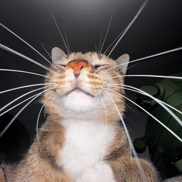 小姐姐每次加班后都在猫跟前骂老板，结果…猫第一次见老板就哈气