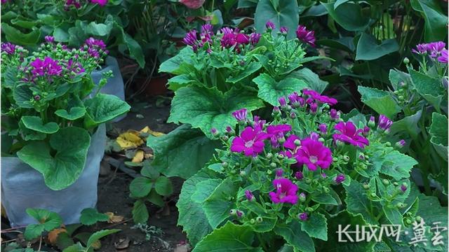 冰雪康巴诺尔：鲜花斗艳 药膳驱寒 萌宠互动