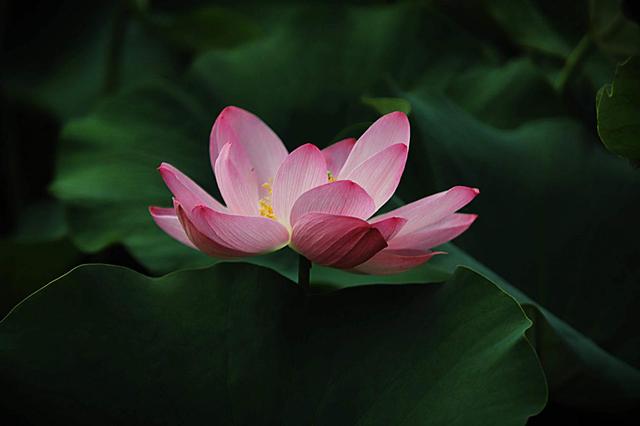 荷花依旧“笑”秋风
