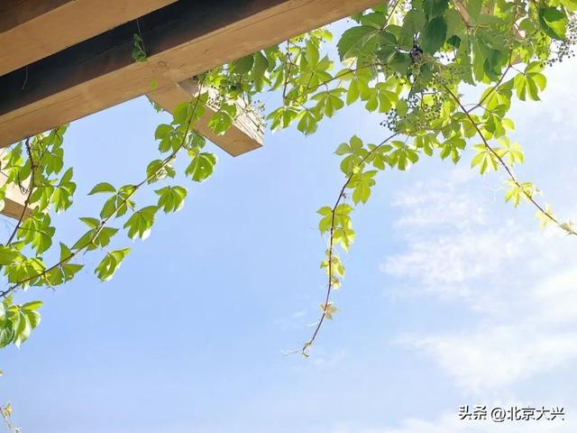 秋天来大兴！这波彩色 “多巴胺” 直接美到“心巴”上——