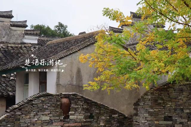 浙江宁波少有的水乡古镇，银杏大道与银杏林太美了，错过再等一年