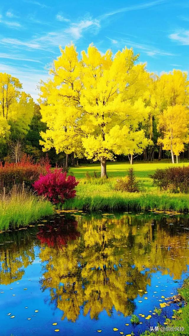 银杏将满树金黄泼洒向天空