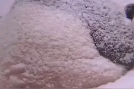 大熊猫冰清在雪地里午睡 网友：好像一颗撒了糖霜的糯米糍图片