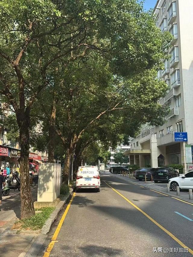 盐田林荫道，永远是封神的存在