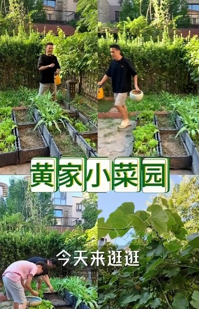 歌手“黄征”的院子火了，仅一菜园子就圈粉百万，一看就不是摆拍