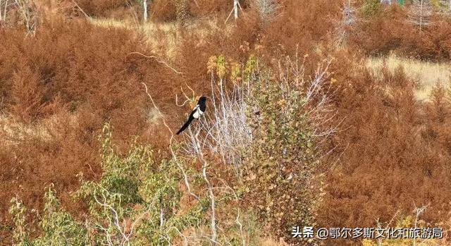 杭锦旗的深秋是懂出片的