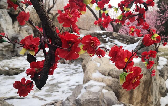 北京大观园“梅花”提早绽放 古风新春景致惊艳亮相