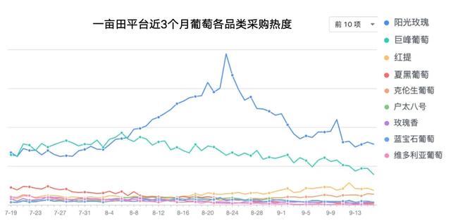 零售跌至3元，产地却在涨价？阳光玫瑰价格创新低，果农怎么办？