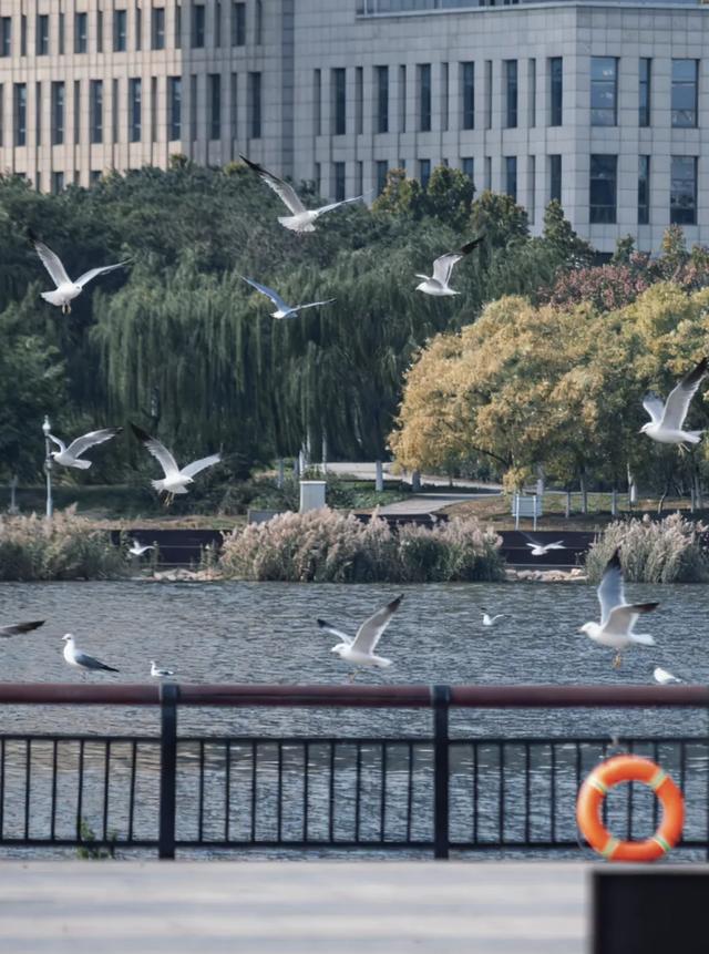 “顶流”来了!快来泰达“鸥”遇