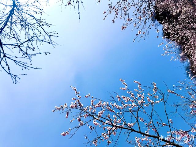 诗意春芳华·花开张家川