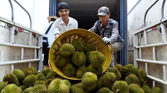 失去中国市场后，大量水果烂地里卖不出去，如今开始后悔得罪中国