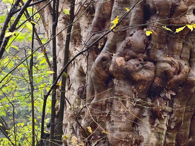 秋入皇藏峪，醉品蘑菇鸡：一段关于色彩与香气的记忆