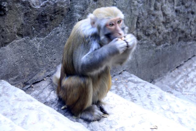 黔灵山的猴子真的会拧开瓶盖喝水