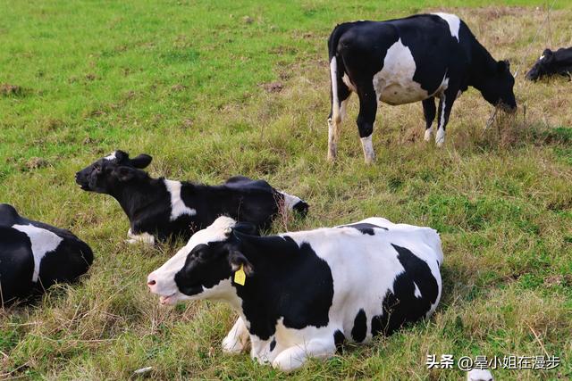 成都周边的“新西兰”牧场，看奶牛、喂萌宠、吃烧烤，被自然治愈