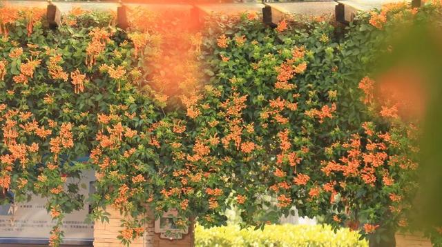 弥勒炮仗花瀑布，太出片了！多个打卡点→