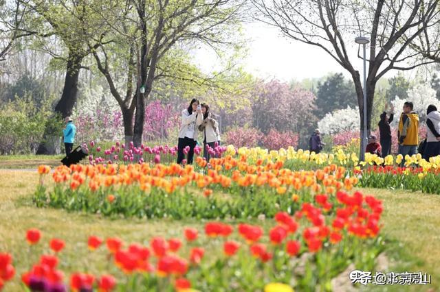 长阳公园9万株郁金香爆火，别让美景败给素质！