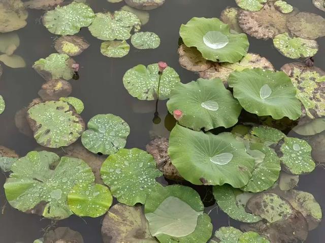 烟雨晋阳湖