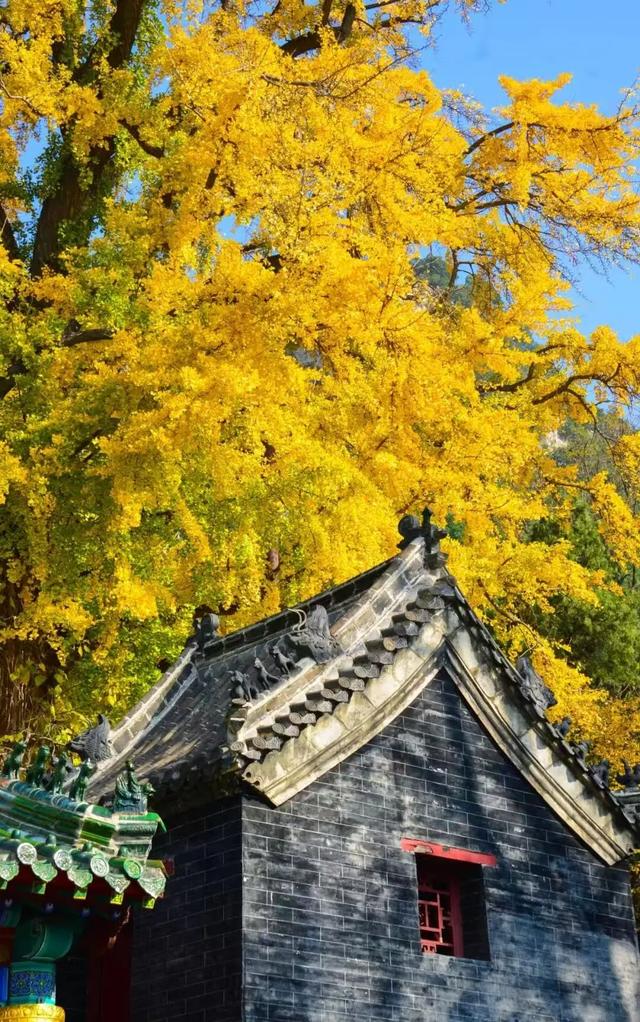 山东:时至初冬,银杏正当时