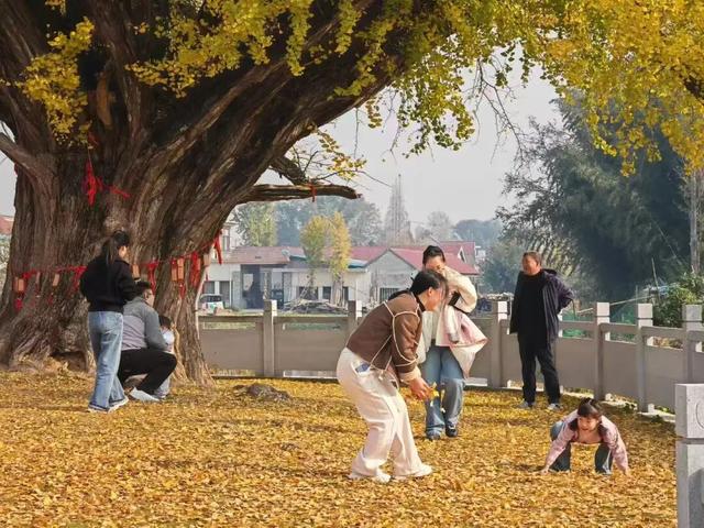 快来如皋打卡，错过就要等一年了🤩🤩🤩