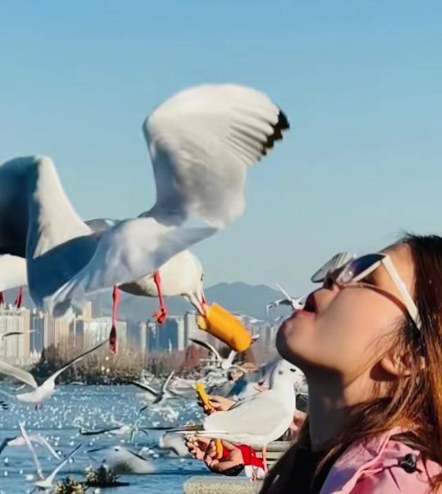 昆明11月一3月！滇池海鸥大军把大坝变成“人鸥狂欢现场”