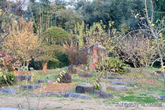 再启新章 武汉东湖梅园将于2026年1月1日开园