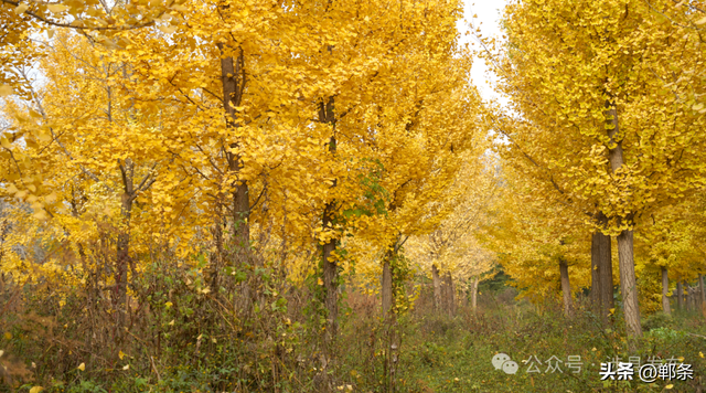涉县：美拉德配色里，藏着橙黄橘绿的诗意